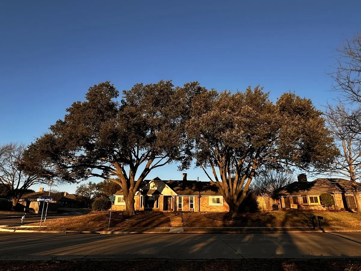 Established residential canopy tree shading a home in Adairsville